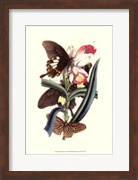 Framed Butterflies and Flora I