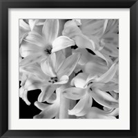 Framed Hyacinth