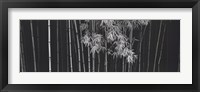 Framed Bamboo - China