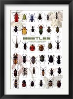 Framed Beetles