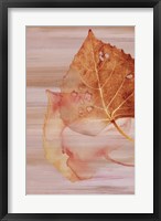 Framed Autumn Radiance II