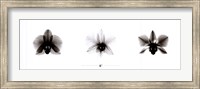 Framed X-Ray Orchid Triptych