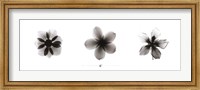 Framed X-Ray Frangipani Triptych