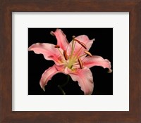 Framed Dream Lilies I