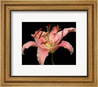 Framed Dream Lilies II