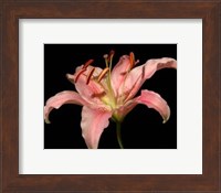 Framed Dream Lilies II