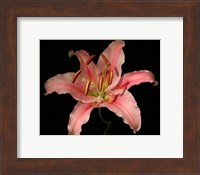 Framed Dream Lilies III