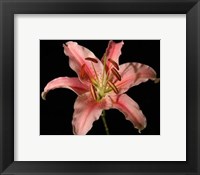 Framed Dream Lilies IV