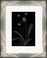 Framed Dandelion Garden I