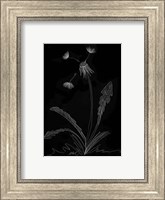 Framed Dandelion Garden I