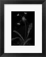 Dandelion Garden I Framed Print