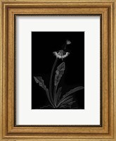 Framed Dandelion Garden II