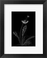 Framed Dandelion Garden II