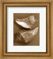 Framed Sensual Shells I