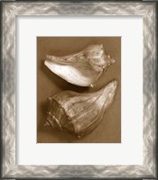 Framed Sensual Shells I