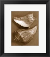 Sensual Shells I Framed Print
