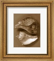 Framed Sensual Shells II