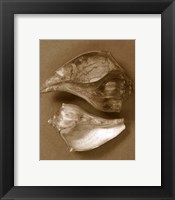 Sensual Shells II Framed Print