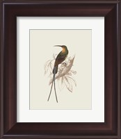 Framed Hummingbird V