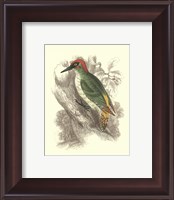 Framed Green Woodpecker