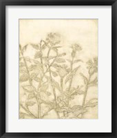 Ivory Field II Framed Print