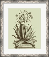 Framed Vintage Aloe I