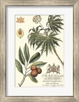 Framed Imperial Foliage II