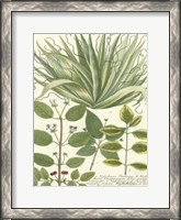 Framed Greenery IV