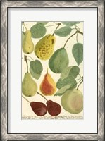 Framed Plentiful Pears I