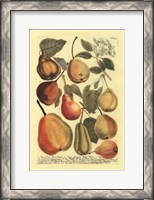 Framed Plentiful Pears II