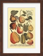 Framed Plentiful Pears II