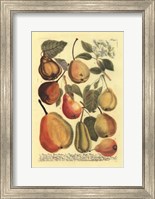 Framed Plentiful Pears II