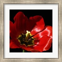 Framed Shimmering Tulips I