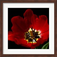 Framed Shimmering Tulips II