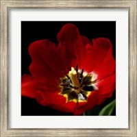 Framed Shimmering Tulips II