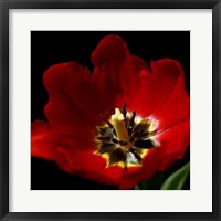 Framed Shimmering Tulips II