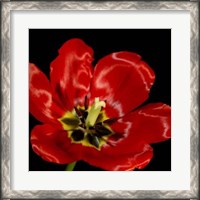 Framed Shimmering Tulips III