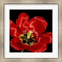 Framed Shimmering Tulips III