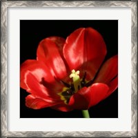 Framed Shimmering Tulips IV