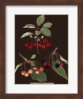 Framed Cherries