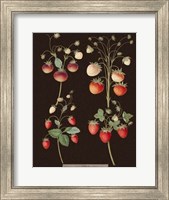 Framed Strawberries