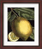 Framed Fragrant Citrus II