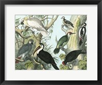 Framed Avian Collection I