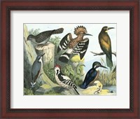 Framed Avian Collection II