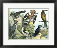 Framed Avian Collection II