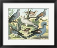 Framed Avian Collection III