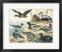 Framed Avian Collection IV