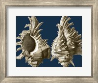 Framed Conch Shells on Navy II