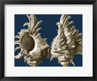 Conch Shells on Navy II Framed Print