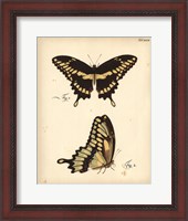 Framed Butterfly Profile I